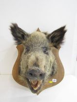 TAXIDERMY, study of a Wild Boar on shaped wood panel with name plaque, 50cm