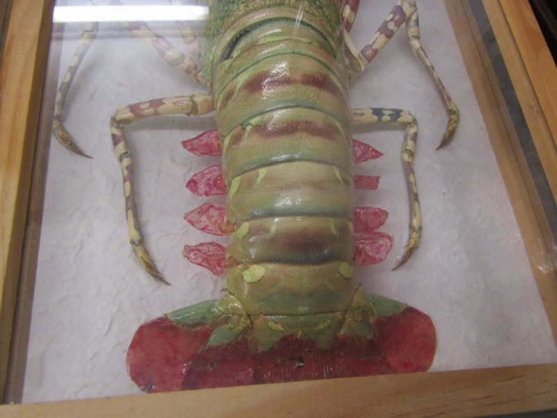 CASED DISPLAY OF SPINY LOBSTER, modern full mount, specimen with limbs outstretched, case 51cm - Image 4 of 4