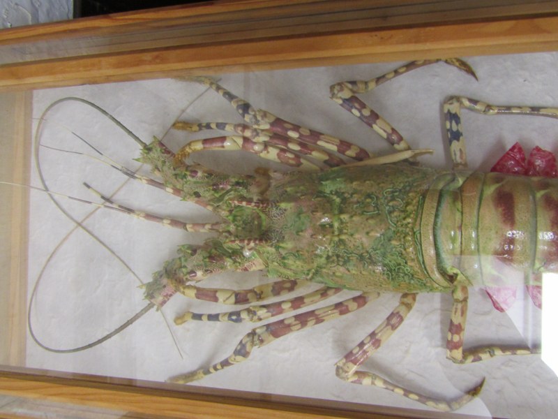 CASED DISPLAY OF SPINY LOBSTER, modern full mount, specimen with limbs outstretched, case 51cm - Image 2 of 4