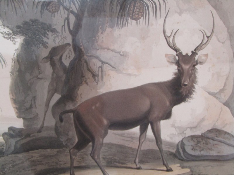 EARLY 19TH CENTURY HAND COLOURED AQUATINT, "The Elk", by Samuel Daniel, dated 1807, 32cm x 44cm - Image 2 of 3