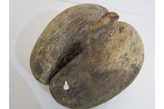 COCO DE MER, 28cm seed pod - Image 5 of 6