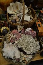 Two baskets containing numerous shells, pieces of coral etc.