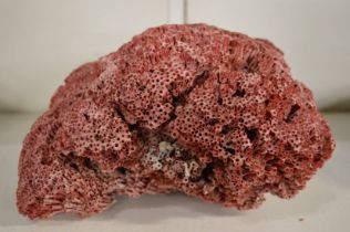 Large piece of coral.