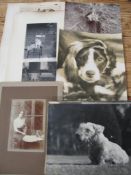 PHOTOGRAPHS of DOGS, coll'n of approx. 40, 20th c. (Q).