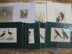 [PRINTS] BIRDS, series of 18 antique bird prints, double backed, four lithograph prints,