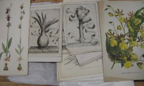 BOTANY & ORNITHOLOGY, misc. plates & prints, 18th - 20th c.