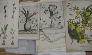 BOTANY & ORNITHOLOGY, misc. plates & prints, 18th - 20th c.