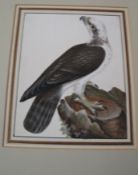 ORNITHOLOGY / LEWIN, gouache watercolour of an OSPREY painted on vellum, 20th c mount, numbered "
