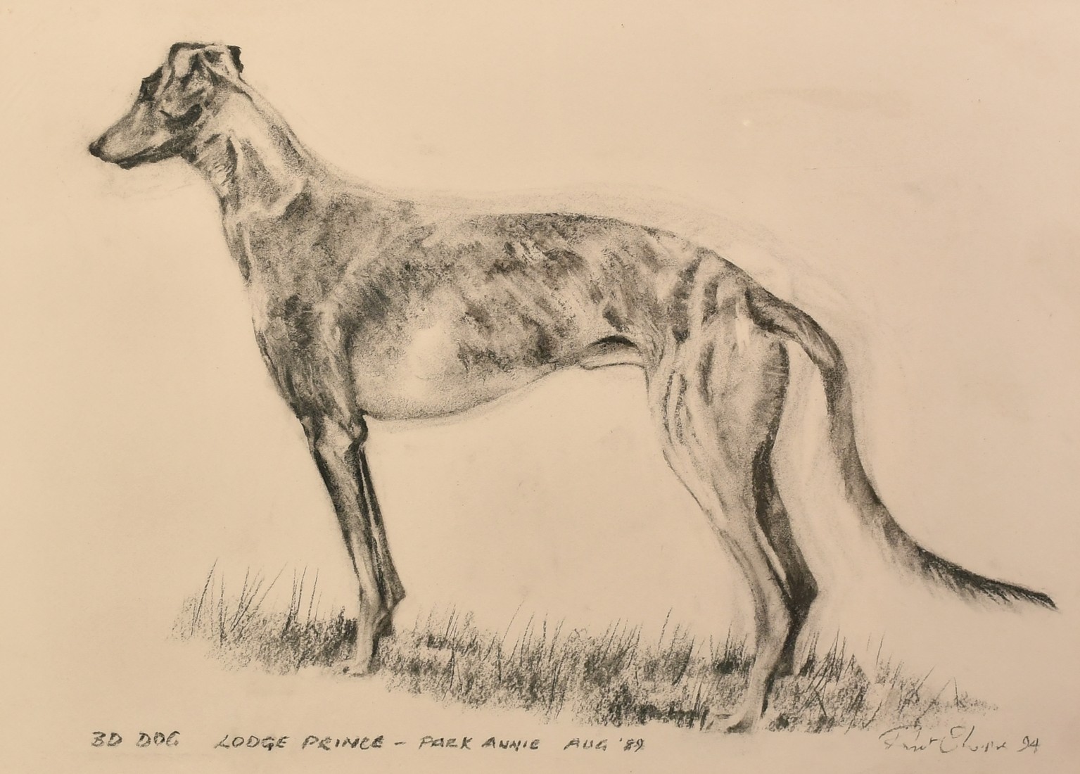 Circle of Bryan Organ, a study of a racing greyhound, charcoal, indistinctly signed and inscribed,