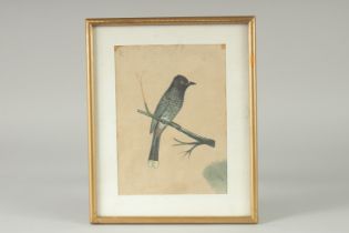 AN INDIAN COMPANY SCHOOL PAINTING OF A BIRD, framed and glazed, image 19.5cm x 14.5cm.