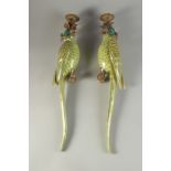 A PAIR OF PORCELAIN AND ORMOLU WALL MOUNTED CANDLESTICKS modelled as parrots. 18ins high.