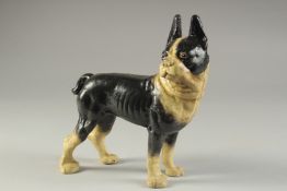 A PAINTED CAST IRON MODEL OF A BULL DOG. 7.5ins long.