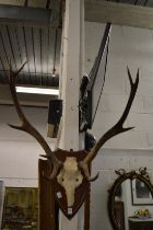 A set of deer antlers on shield shape plaque.