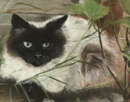 20th Century English School, study of a Siamese cat in foliage, pastel, 8" x 10" (20 x 25.5cm).