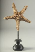 A LARGE STAR FISH on a wooden base. 7ins high.