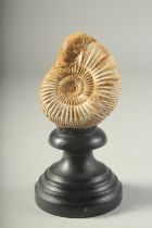 A FOSSILISED AMMONITE on a wooden base. 3ins high.