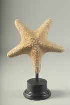 A LARGE STAR FISH on a wooden base. 7ins high.