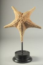 A LARGE STAR FISH on a wooden base. 10ins high.