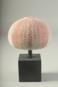 A SEA URCHIN SPECIMEN on a wooden base. 4.25ins high.