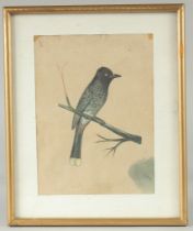 AN INDIAN COMPANY SCHOOL PAINTING OF A BIRD, framed and glazed, image 19.5cm x 14.5cm.