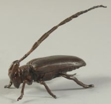 A BRONZE OKIMONO OF A LONGHORN BEETLE, 6cm long.