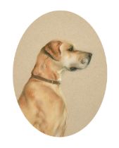 Circle of Peter Biegel, head study of a dog, possibly a Great Dane, 9.5" x 7" (24 x 18cm).
