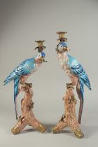 A PAIR OF LIGHT BLUE PARROT CANDLESTICKS on rustic bases. 20ins high.