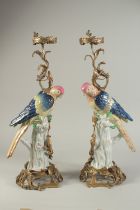 A PAIR OF DARK BLUE AND YELLOW PARROT CANDLESTICKS on ormolu bases. 21ins high.