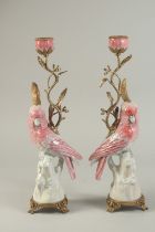 A PAIR OF PINK PARROT CANDLESTICKS with gilt metal sconces and bases. 16ins high.