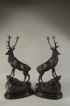 AFTER JULES MOIGNIEZ A PAIR OF BRONZE STAGS on marble bases. 28ins high. Signed.