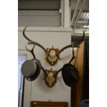 Two sets of deer antlers on shield shape plaques.