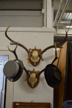 Two sets of deer antlers on shield shape plaques.