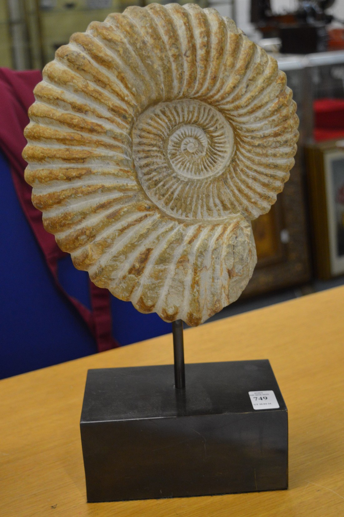 A good large ammonite on stand, ammonite 26cm high.