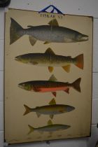 A colour print depicting fish species.