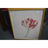 A set of seven limited edition colour prints depicting tulips.