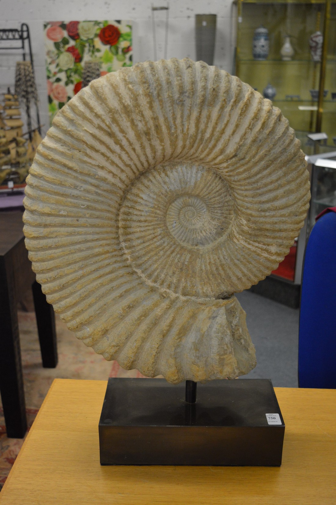 A very good and large ammonite on stand, ammonite 52cm high.