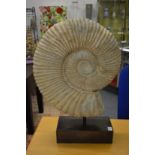 A very good and large ammonite on stand, ammonite 52cm high.