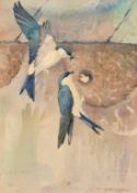 Ralston Gudgeon (1910-1984), Housemartins feeding their chick, watercolour, signed, 14.75" x 11" (