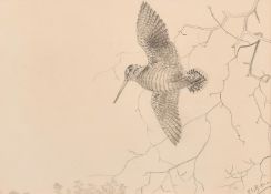 Philip Rickman (1891-1982), Woodcock in Flight, pencil, 6.5" x 9" (16.5 x 23cm).