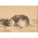 Circle of Gottfried Mind, a sleeping cat, pencil heightened in white, 3" x 4.5" (7.5 x 11.5cm).