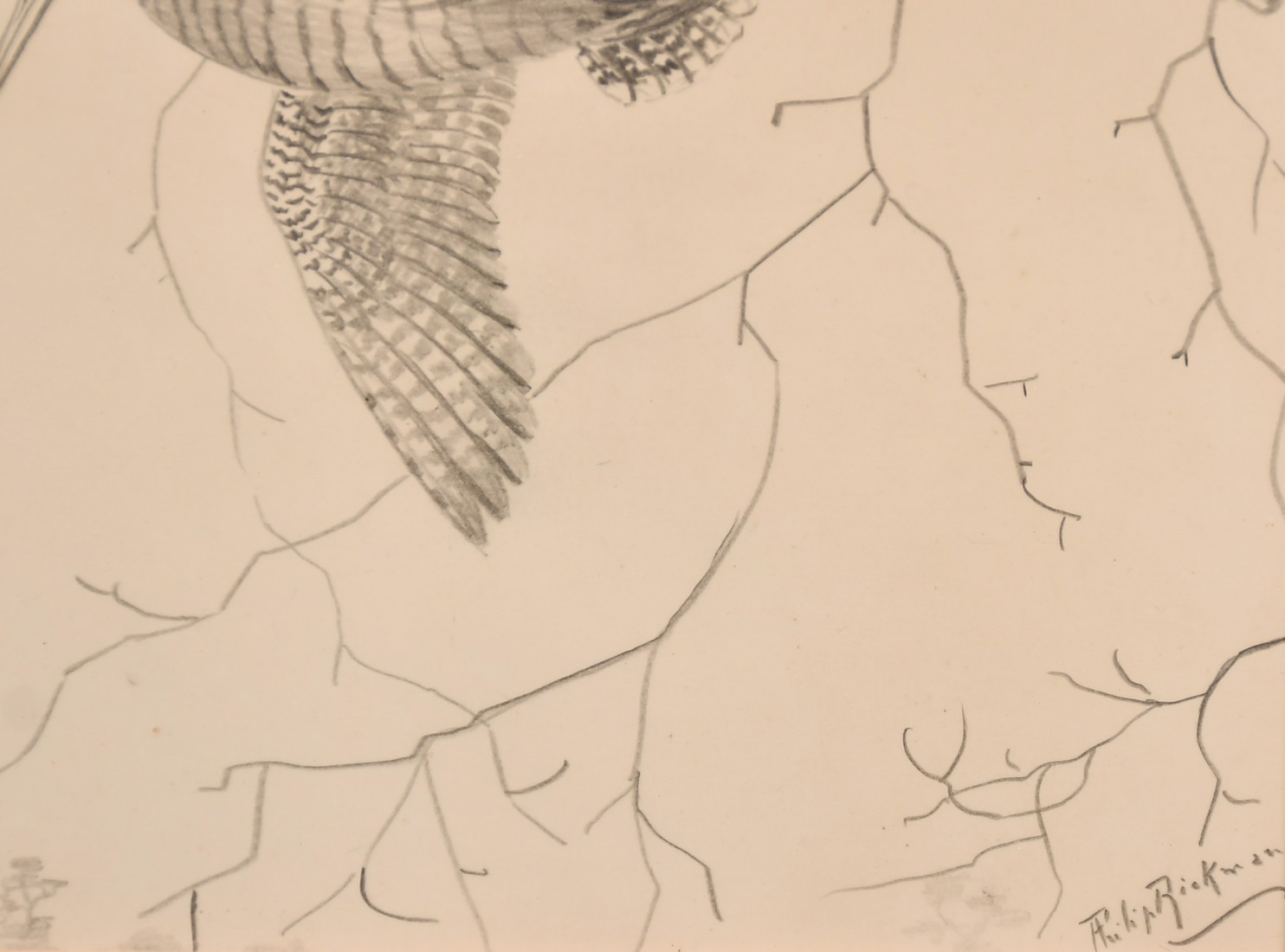Philip Rickman (1891-1982), Woodcock in Flight, pencil, 6.5" x 9" (16.5 x 23cm). - Image 3 of 4