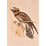 J and E Gould, 'Lyncornis Cerviniceps', hand coloured lithograph, 19.75" x 13.25" (50 x 33.5cm),