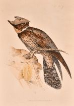 J and E Gould, 'Lyncornis Cerviniceps', hand coloured lithograph, 19.75" x 13.25" (50 x 33.5cm),