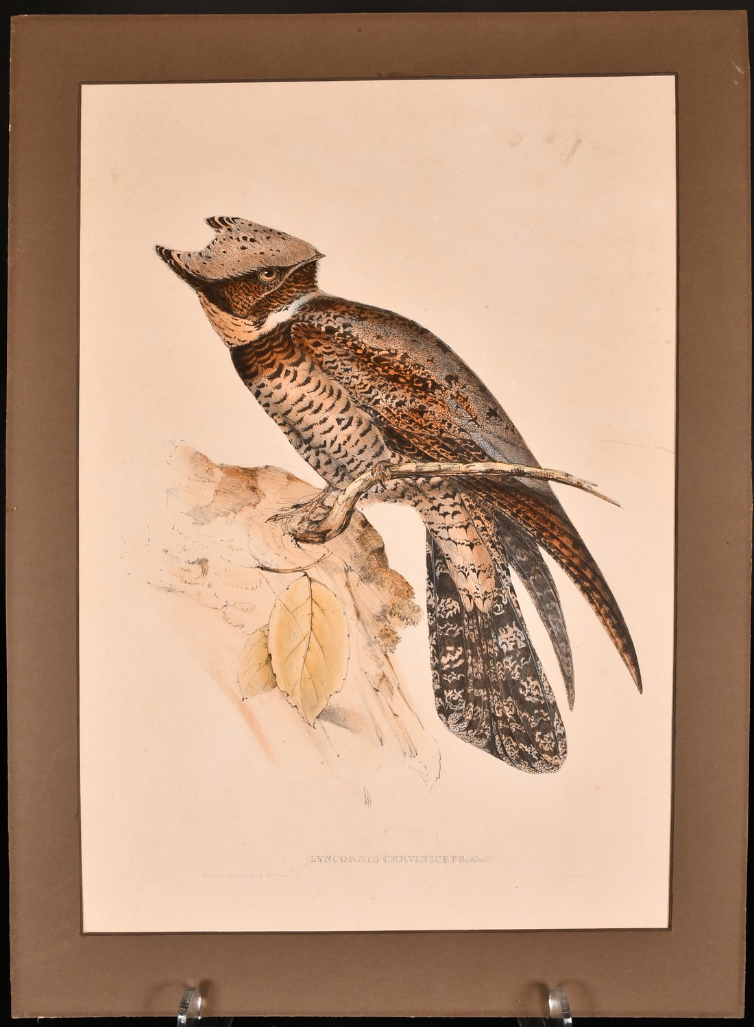 J and E Gould, 'Lyncornis Cerviniceps', hand coloured lithograph, 19.75" x 13.25" (50 x 33.5cm), - Image 2 of 2