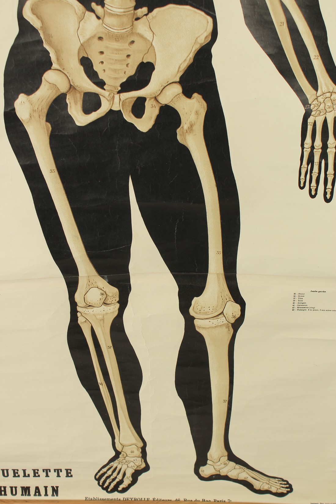 A ROLLED FRENCH HUMAN SKELETON POSTER. 36ins wide x 50ins high. - Image 4 of 4