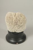 A CORAL SPECIMEN, 5ins high, on a stand.