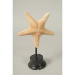 A STAR FISH SPECIMEN, 6ins high, on a stand.