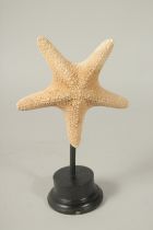 A STAR FISH SPECIMEN, 6ins high, on a stand.