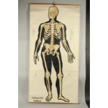 A ROLLED FRENCH HUMAN SKELETON POSTER. 36ins wide x 50ins high.