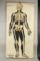 A ROLLED FRENCH HUMAN SKELETON POSTER. 36ins wide x 50ins high.